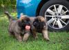 images/T-Wurf/T-Wurf Wo 9/3S8A3022-Bearbeitet.jpg
